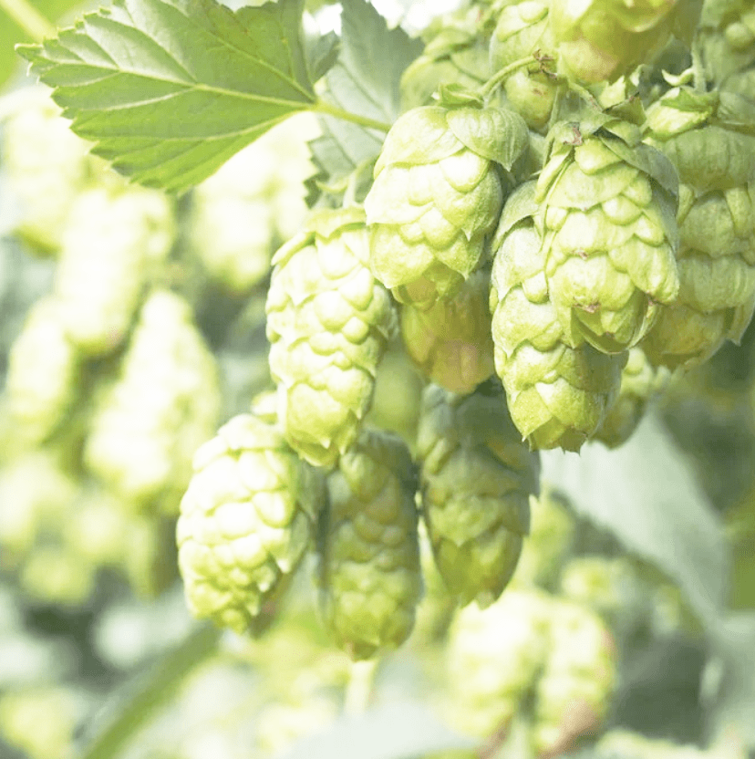 This is a photo of hops on a vine which are ready for harvesting to use in beer